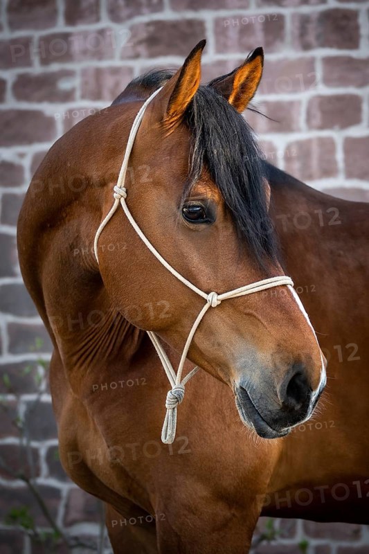 Portrait of a beautiful bay warmblood horse in front of a stonewall at golden hour. Sunspots on the head