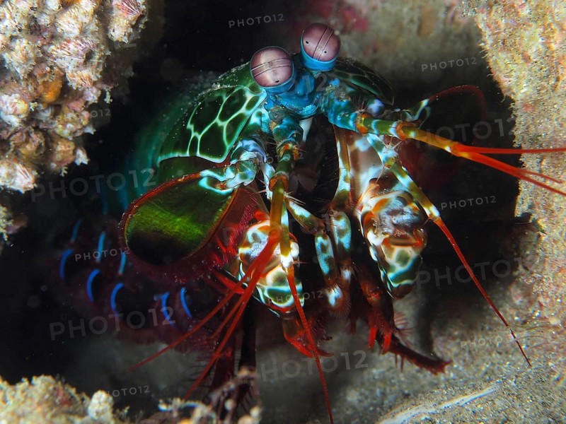 Peacock mantis shrimp