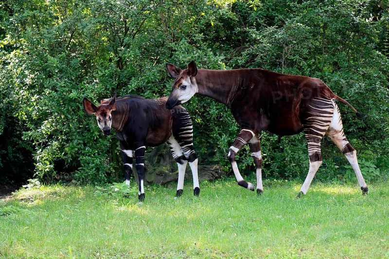 Okapi