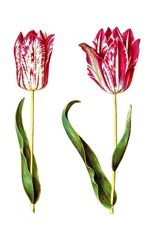 Garden tulip