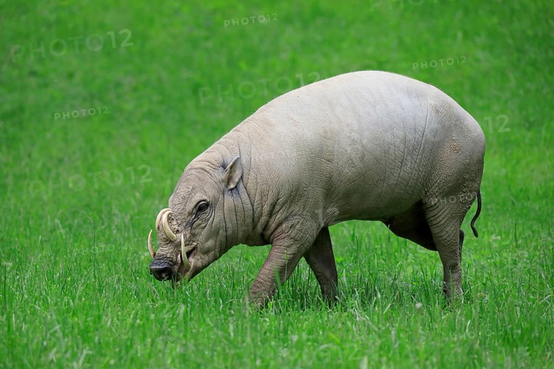 North sulawesi babirusa