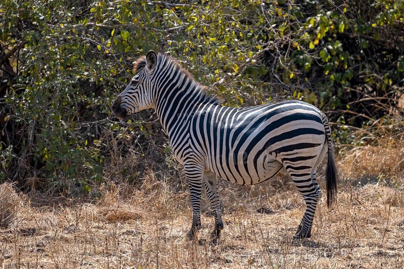 Plains Zebra of the subspecies crawshay's zebra