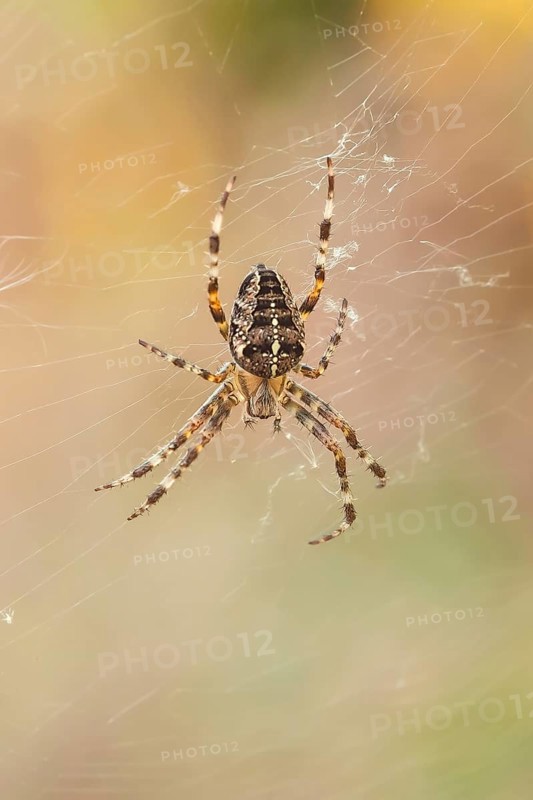 European garden spider
