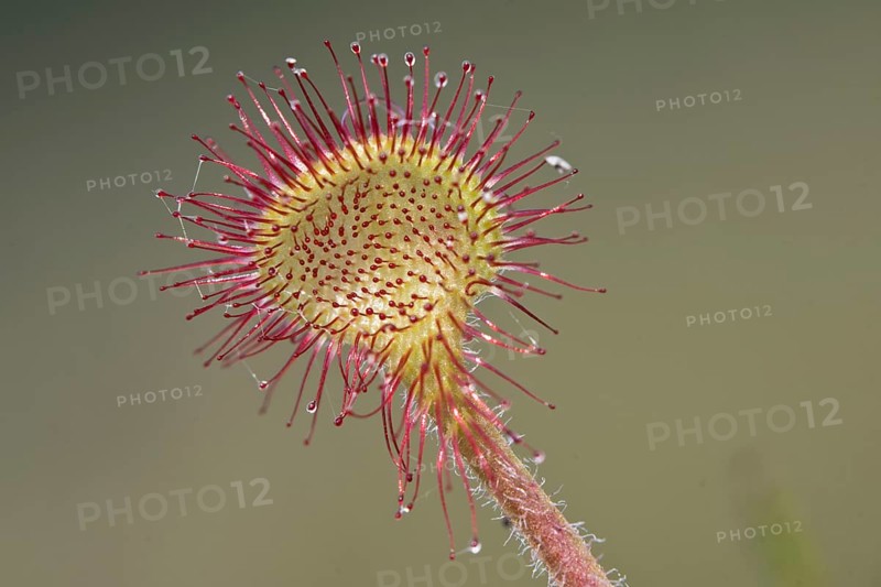 Round-leaved sundew