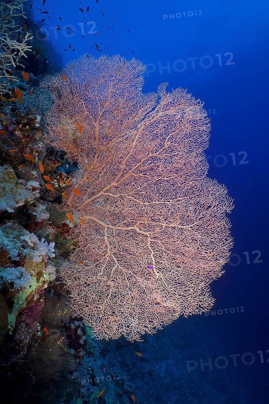 Giant sea fan