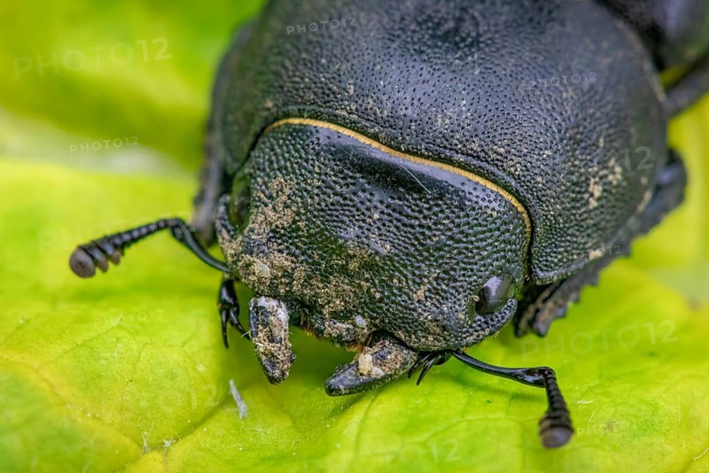 Lesser stag beetle
