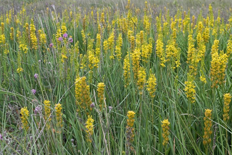 Bog asphodel