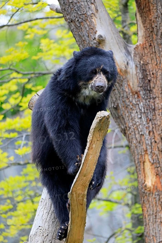 Spectacled bear