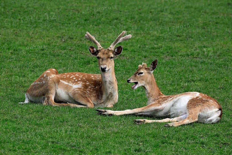 Mesopotamian fallow deer