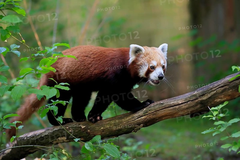 Red panda