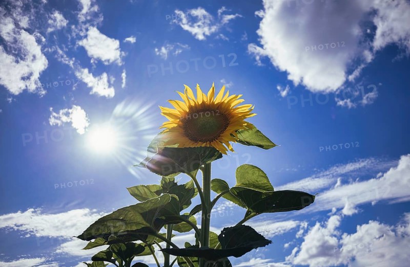 Single flower of a sunflower