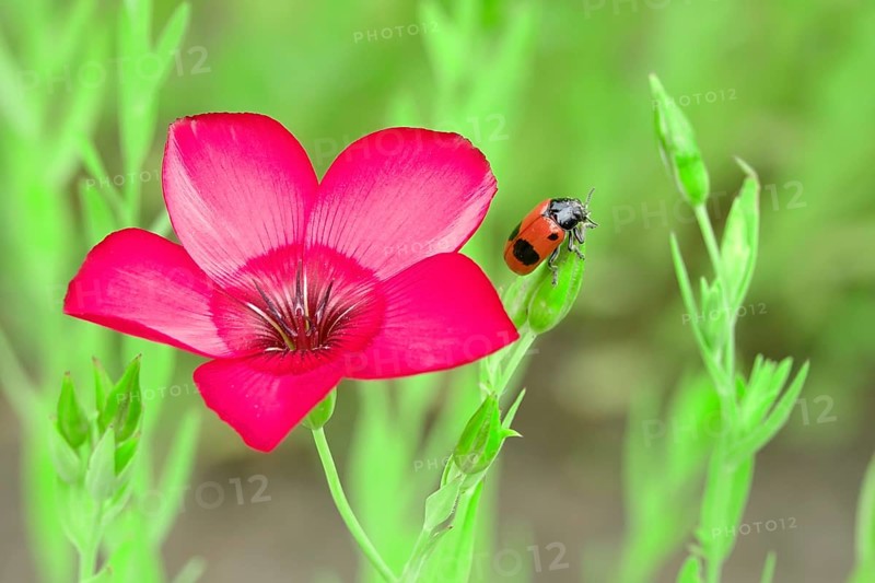 Ant sack beetle