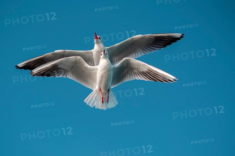 Pair of seagulls flying in blue a sky background
