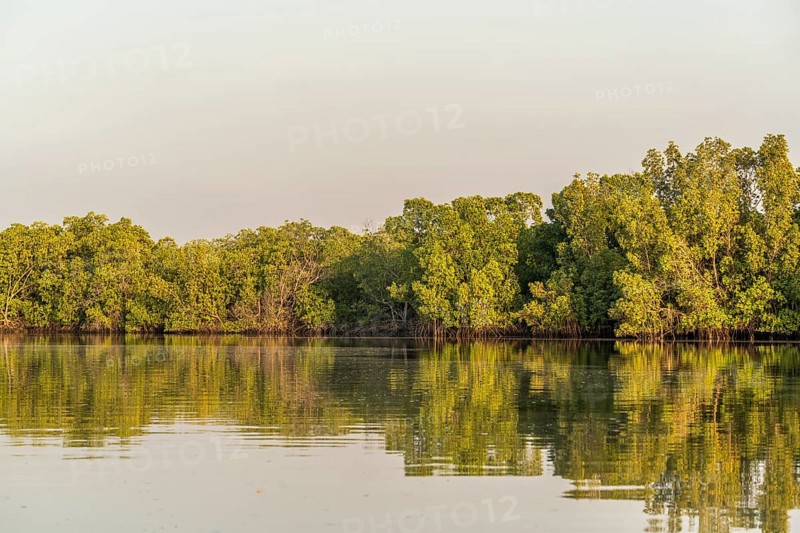 Mangroves on a branch of the Gambia River near Bintang