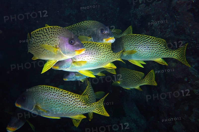 Swarm