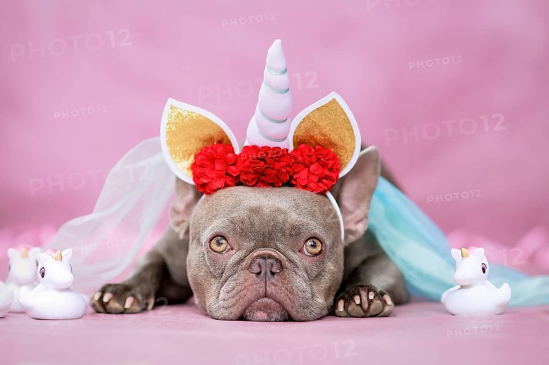 Adorable French Bulldog dog with unicorn costume headband with horn