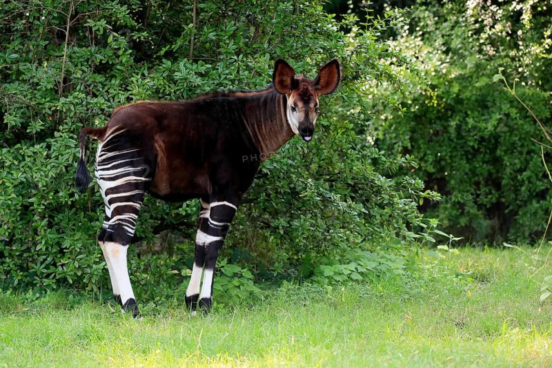 Okapi