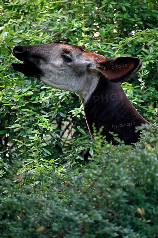 Okapi