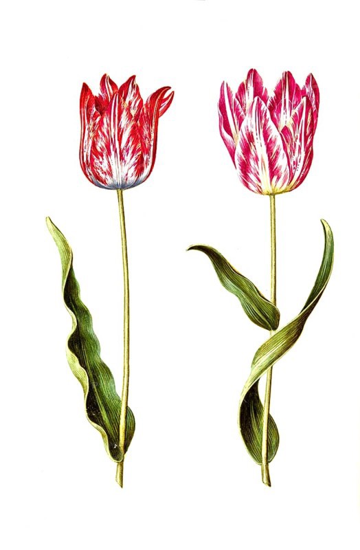 Garden tulip