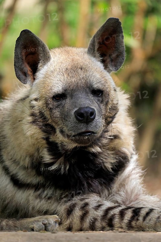Striped hyena