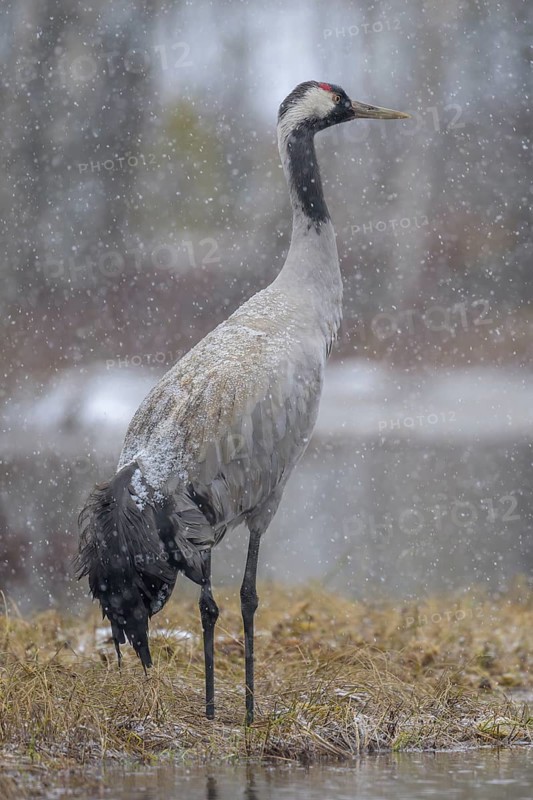 Crane