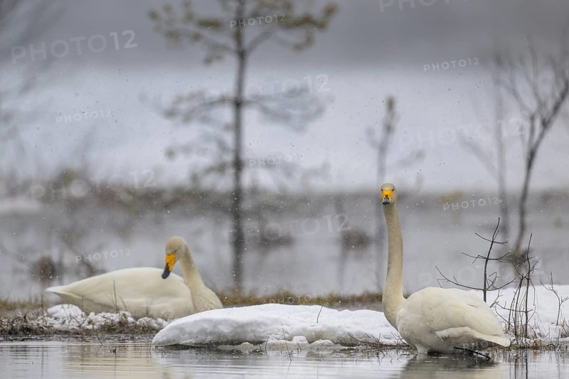 Whooper Swan