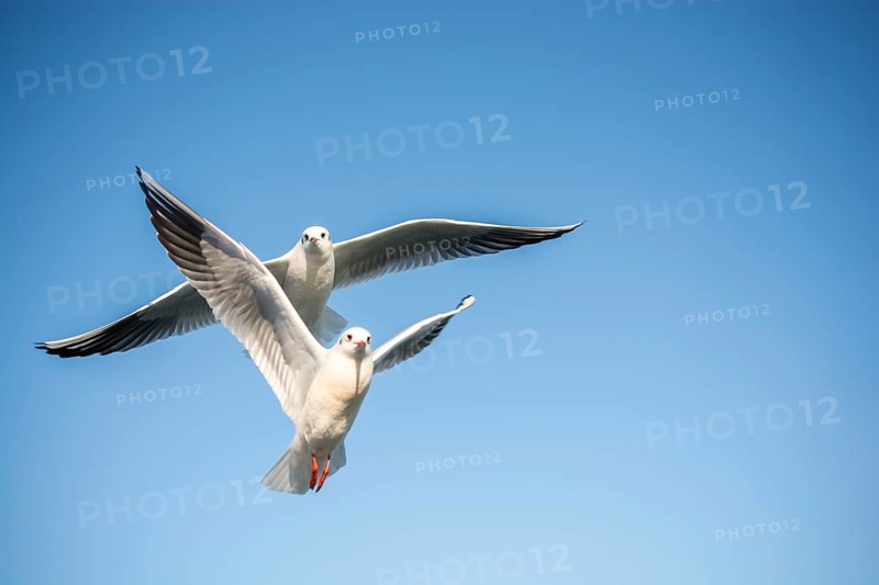 Pair of seagulls flying in blue a sky background