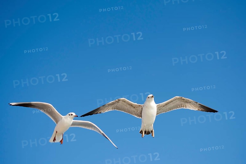 Pair of seagulls flying in the sky background