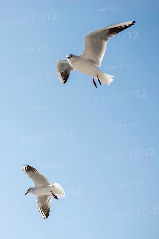 Pair of seagulls are flying in sky over the sea waters
