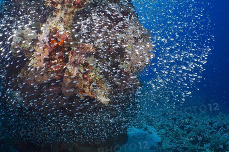 Shoal