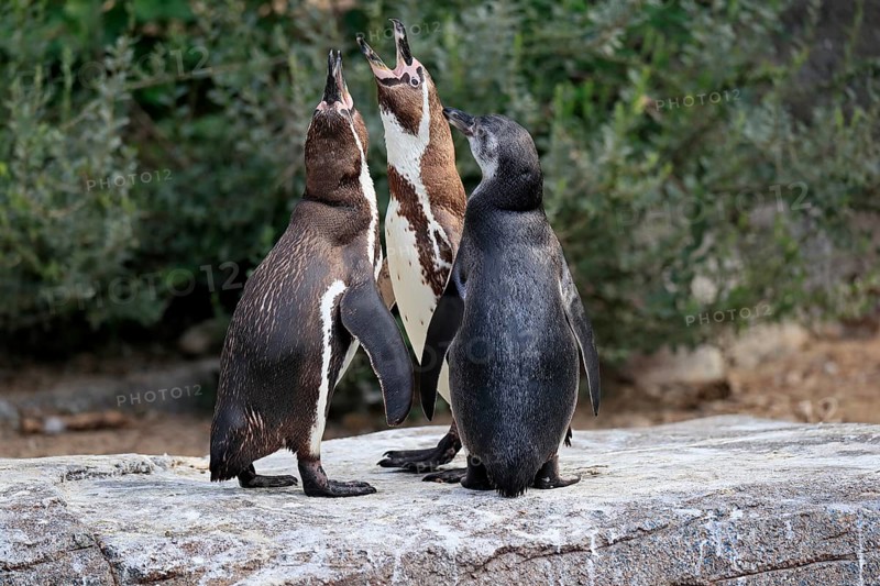 Humboldt penguin