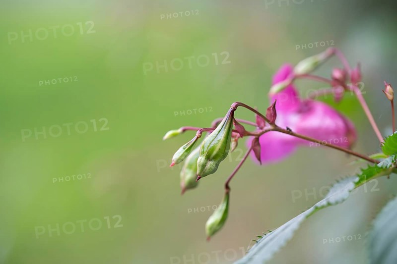 Himalayan balsam