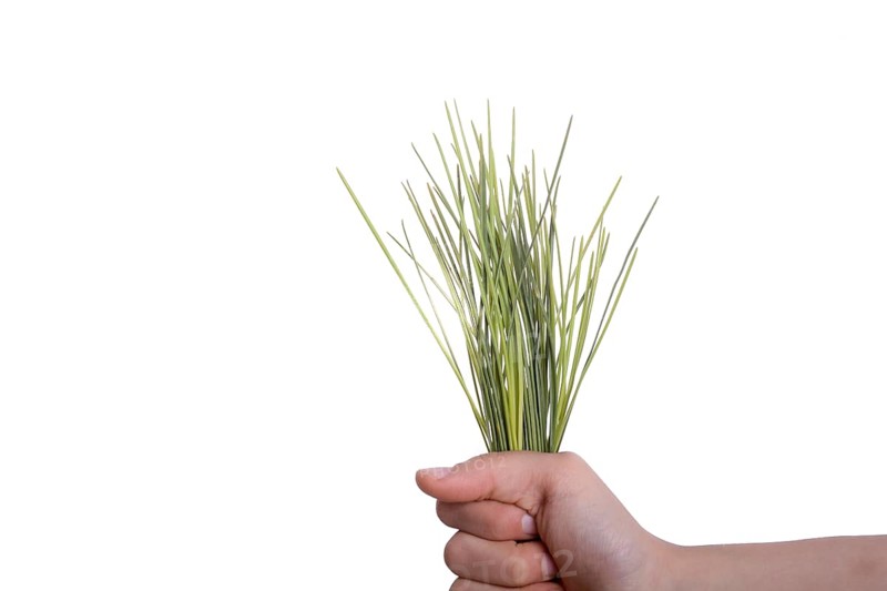 Child holding a bunch of grass in hand on a white background