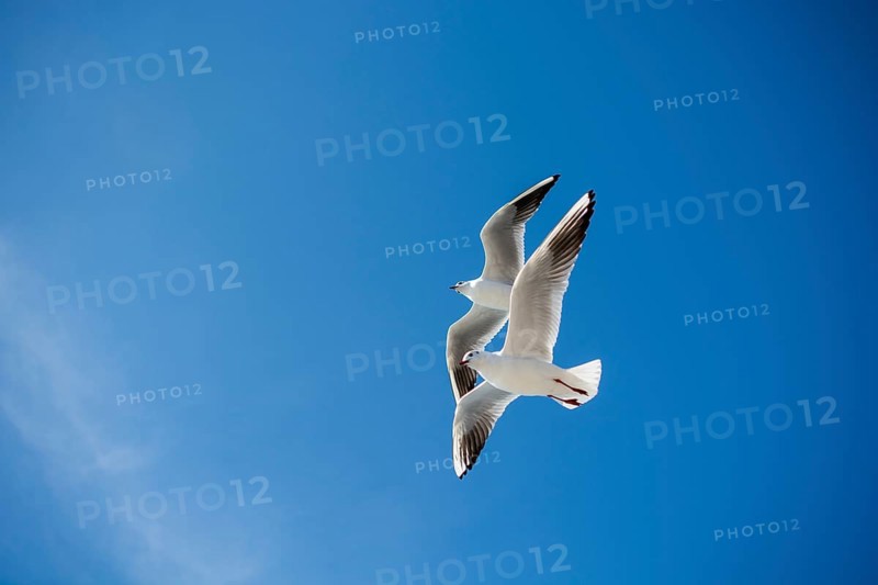 Pair of seagulls are flying in sky over the sea waters