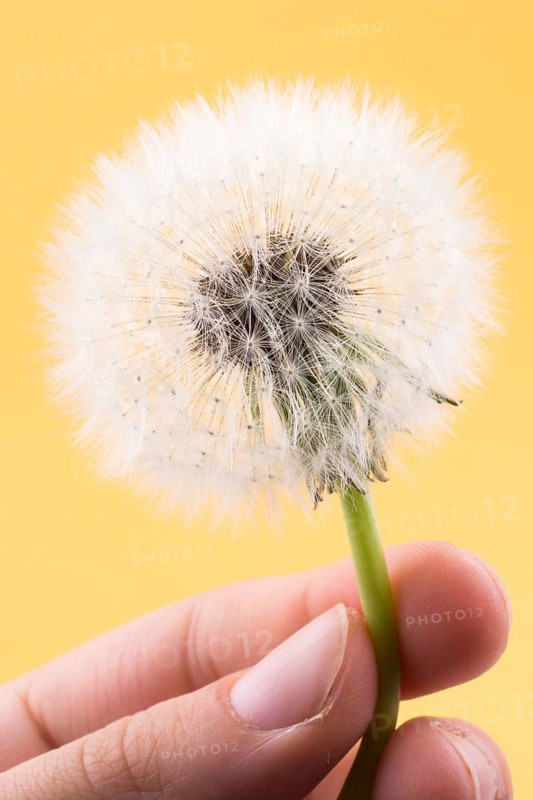 Hand holding White Dandelion flower on background