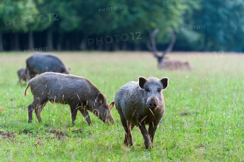 Wild boars