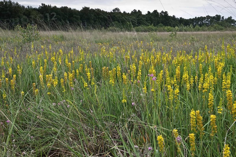 Bog asphodel