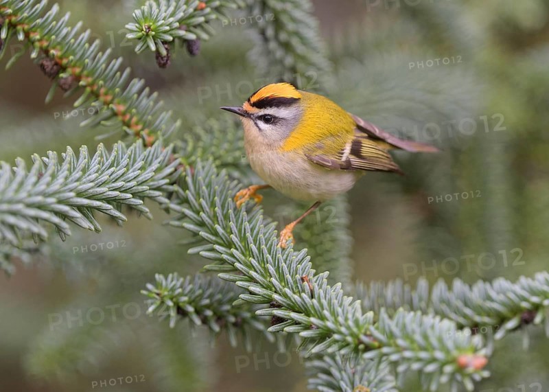 Summer Goldcrest