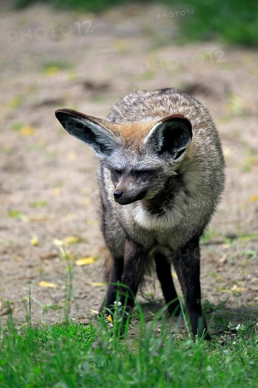 Bat-eared fox