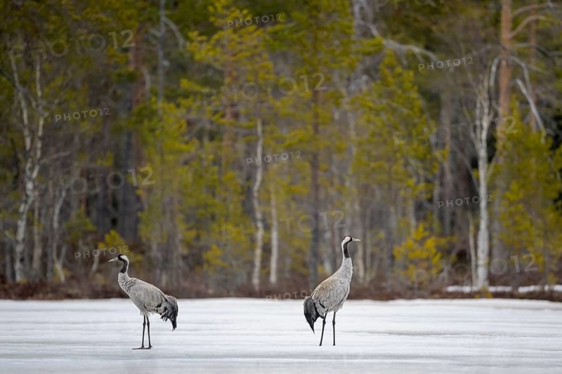 Crane