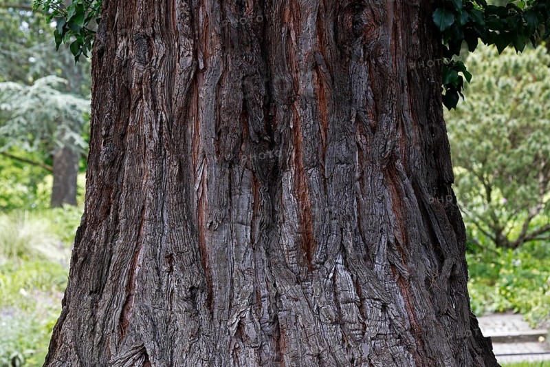 Giant sequoia