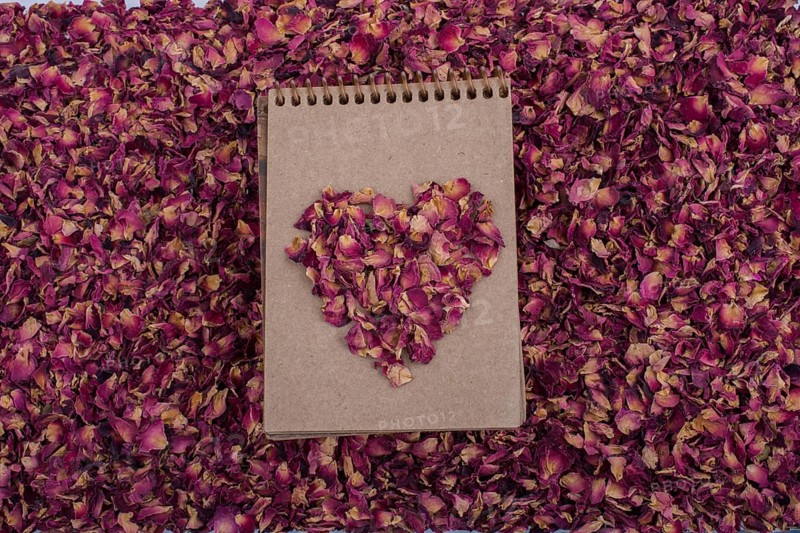 Dry rose petals form a heart shape on a spiral notebook