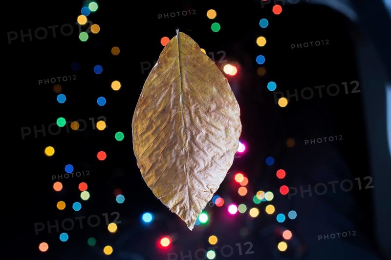 Dry leaf on a bokeh lighton a dark background