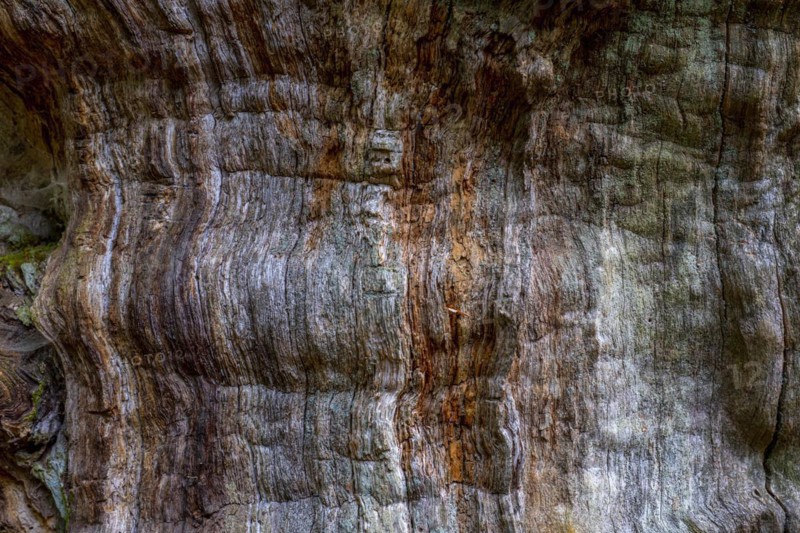 Coloured bark of an old tree in the primeval forest Sababurg