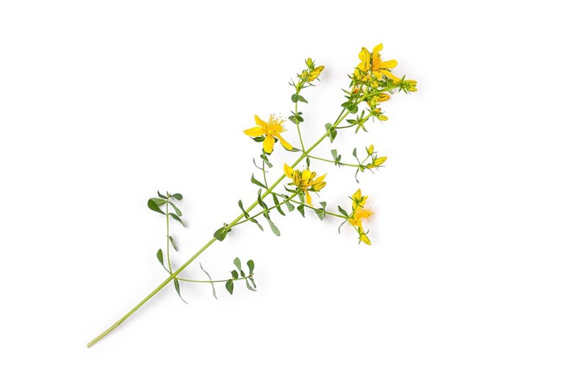 Common st john's wort