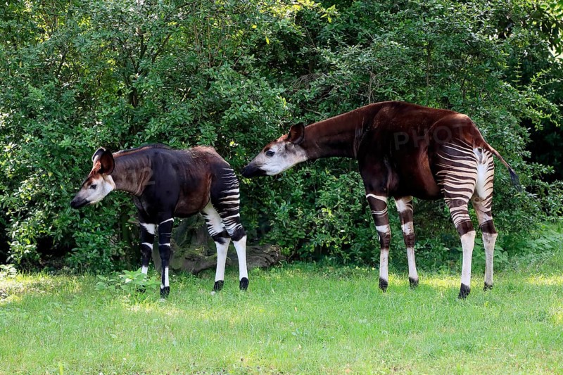 Okapi