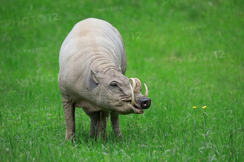 North sulawesi babirusa