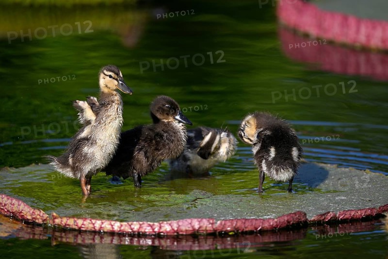 Four ducklings mallard