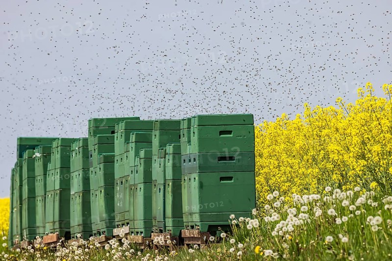 Beehives next to a flowering rape field