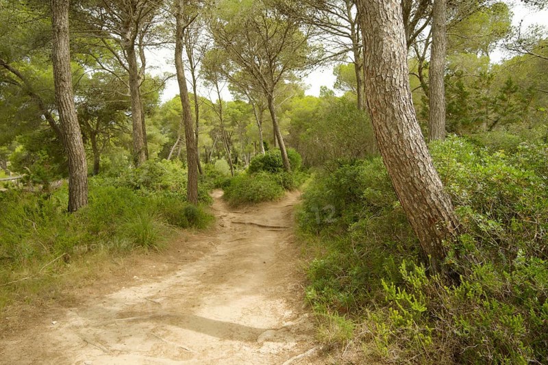 Pine forest